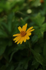 bee on yellow flower 2021