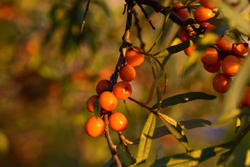 Juicy orange fruits of sea buckthorn in the evening light on the branches