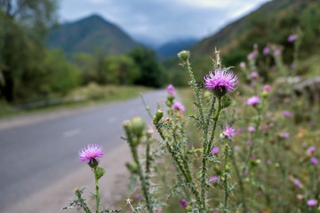 wild flowers in the mountains