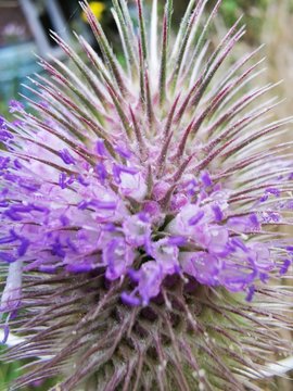 close up of a purple flower