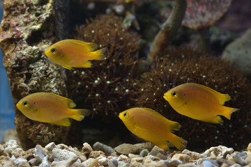 a group of small fishes swimming among the corals
