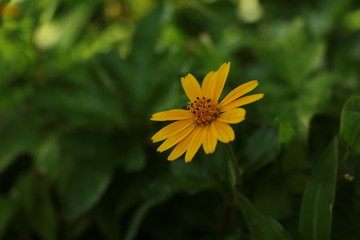 Yellow color 2021 Flower