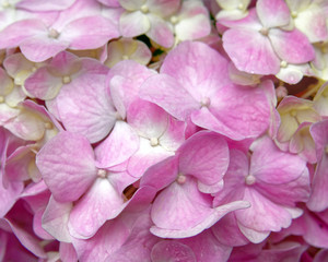 vibrant pink hortensia flower petals closeup, natural seamless pattern