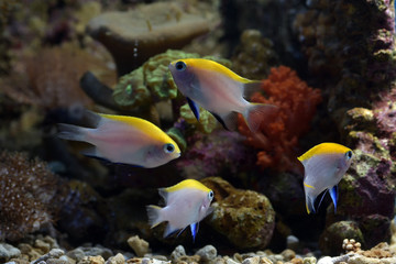a group of small fishes swimming among the corals
