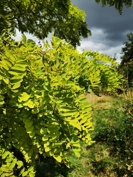 fern in the garden