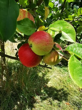 red apples on a tree