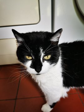 cat