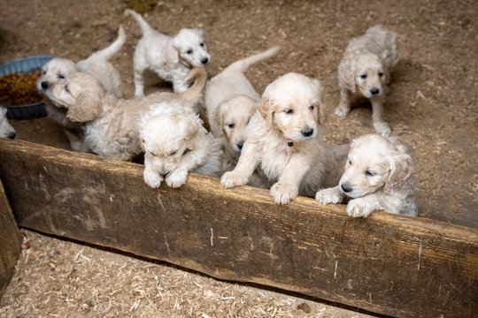 Closeup Shot Of Adorable And Playful Puppies