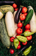 Vegetarian food, vegan. A lot of different colored freshly picked vegetables close-up. Green zucchini and cucumber, red tomatoes and blue eggplant. Sweet green and yellow bell pepper paprika.