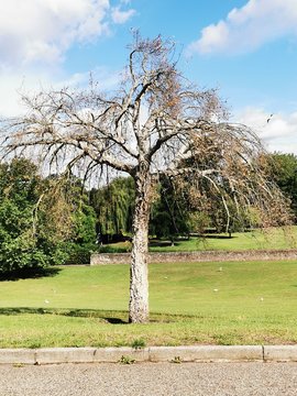 tree in the park