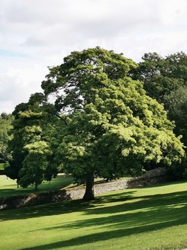 tree in the park