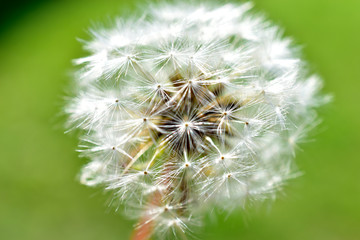 Ordinary dandelion close-up in summer on the background of grass