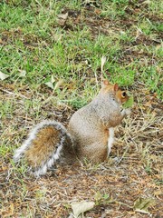 squirrel eating nut