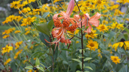 Fototapeta premium Bright orange Lilium lancifolium in garden