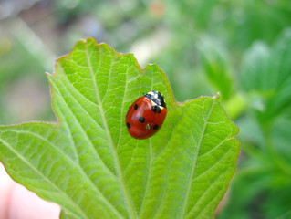 Insect ladybug on a green leaf in the garden.