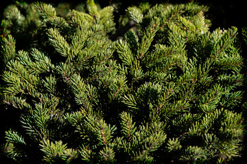 Close Up of Evergreen Tree