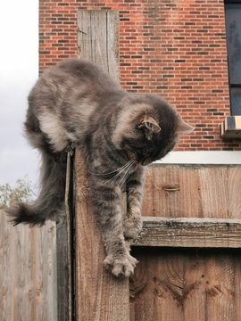 cat on the roof
