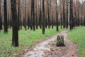 A path in a pine forest.