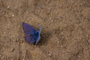 Trekking for the Vercoche lake in Valle D'Aosta, Italy