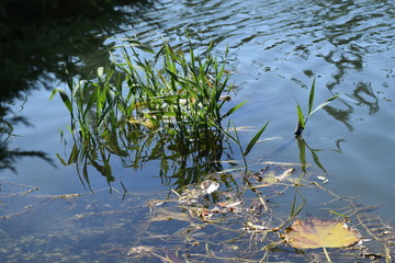 reeds in the water