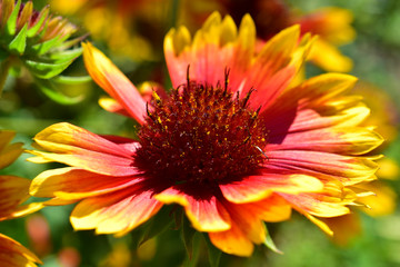 Juicy beautiful yellow red flowers of Gaillardia close up