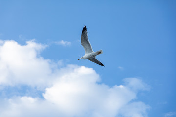 Gull in front oh the clouds