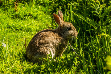 A rabbit waits in the long grass of Skomer Island (breeding ground for Atlantic Puffins) in early summer