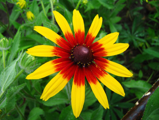 The bright yellow flower of rudbeckia in the garden.