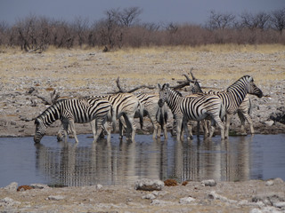 Fototapeta na wymiar a group of zebras