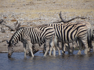 Obraz na płótnie Canvas a group of zebras
