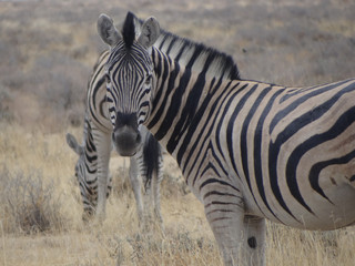 Fototapeta na wymiar A zebra in the savannah of Namibia