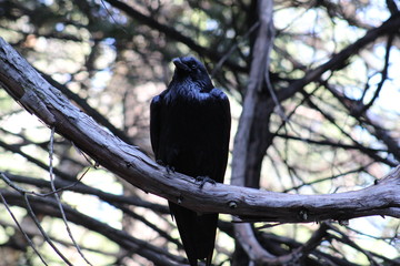 Crow on a branch