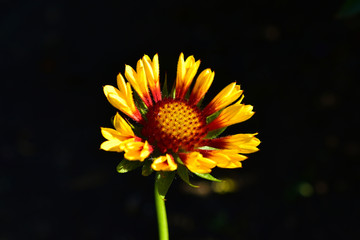 Red yellow and beautiful Gaillardia flowers on a black background