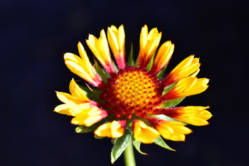 Red yellow and beautiful Gaillardia flowers on a black background