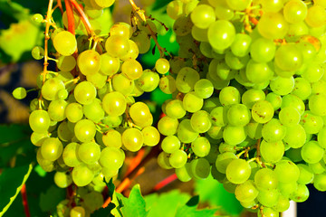 Clusters of green grapes on the branches of a grape tree