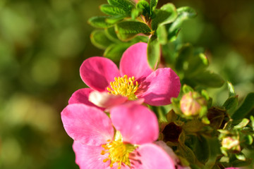 Pink and delicate flowers of the erect calgary (Potentilla) close-up