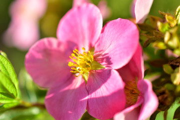 Naklejka na ściany i meble Pink and delicate flowers of the erect calgary (Potentilla) close-up