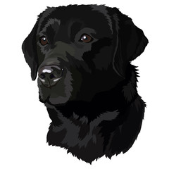 black labrador Head Vector Illustration