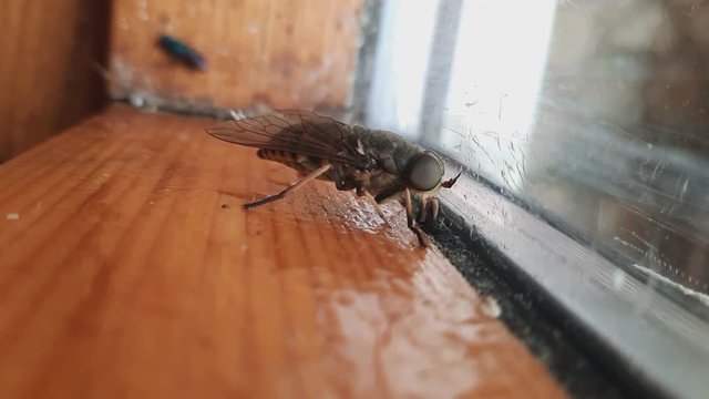 Close Up Of Horsefly Tabanidae Diptera Insect On A Window Glass.