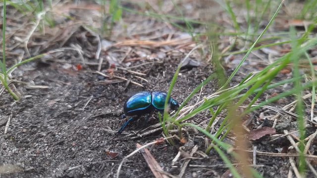Extreme Close Up Bluish Black Manure Dung Tumblebug Beetle.