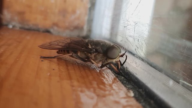 Close Up Of Horse Fly Tabanidae Diptera Insect On A Window Glass