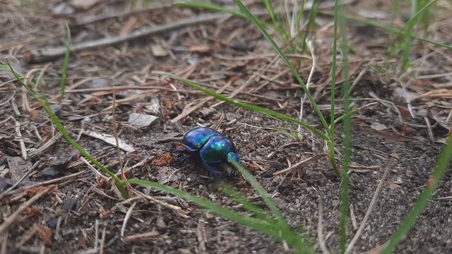Close Up Bluish Black Dung Beetle