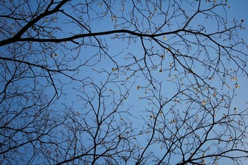 tree branches against blue sky