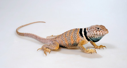 Common collared lizard / Halsbandleguan (Crotaphytus collaris) 