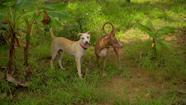 dorgs are fighting in grass fun