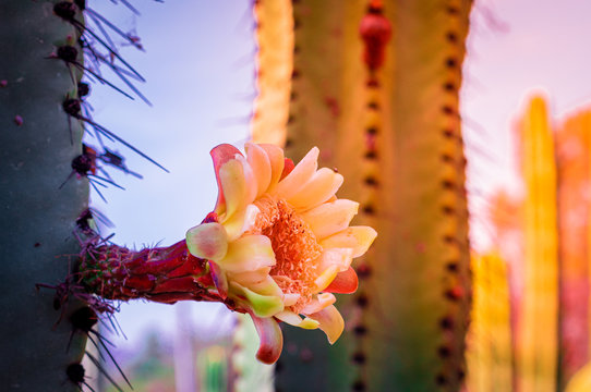 flore de un pitayo el atardecer