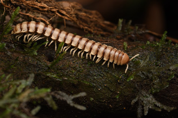 Millipede is walking on wood stem in night forest