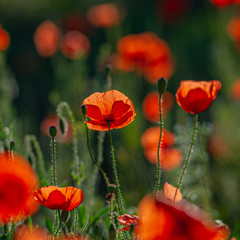 Red flowers of wild field poppy on a blurred green background. Summer season in the steppe. Ukraine. Europe.