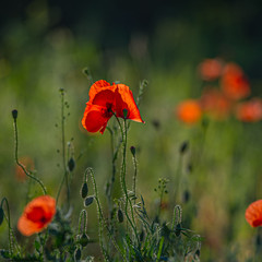 Obraz premium Red flowers of wild field poppy on a blurred green background.