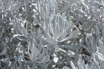 Guadelupe Island Senecio full frame